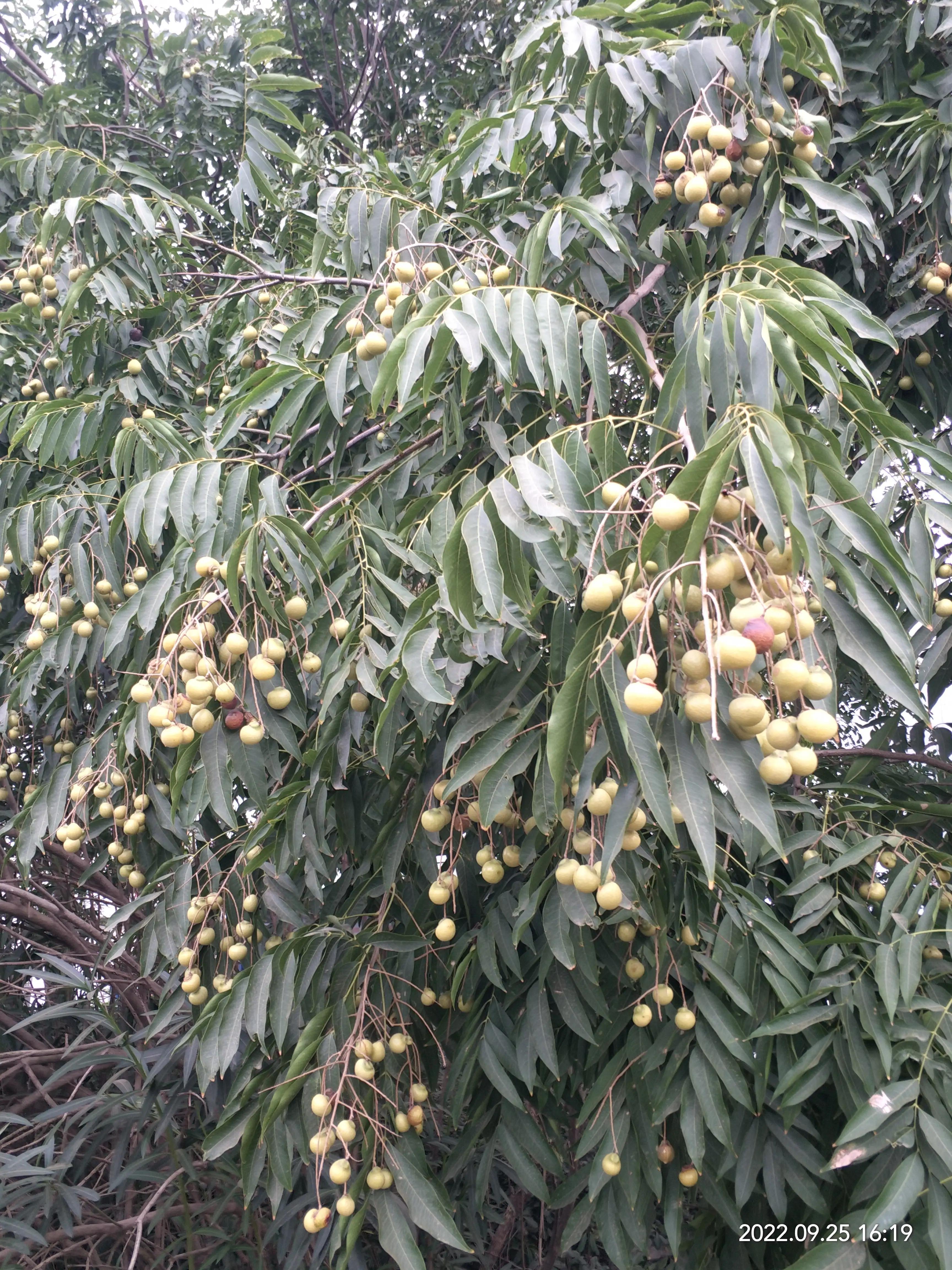 菩提子佛家七宝,佛教菩提树的故事