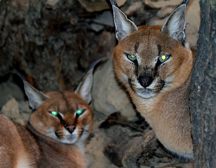 最凶残的猫一只狞猫单挑三头野狼,最凶狠的猫
