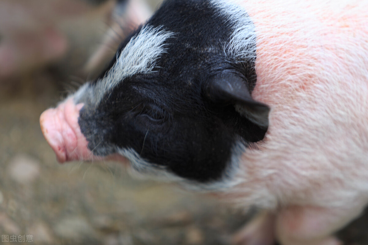中国的猪普遍是什么品种,我国的土猪哪个地方的品种最好