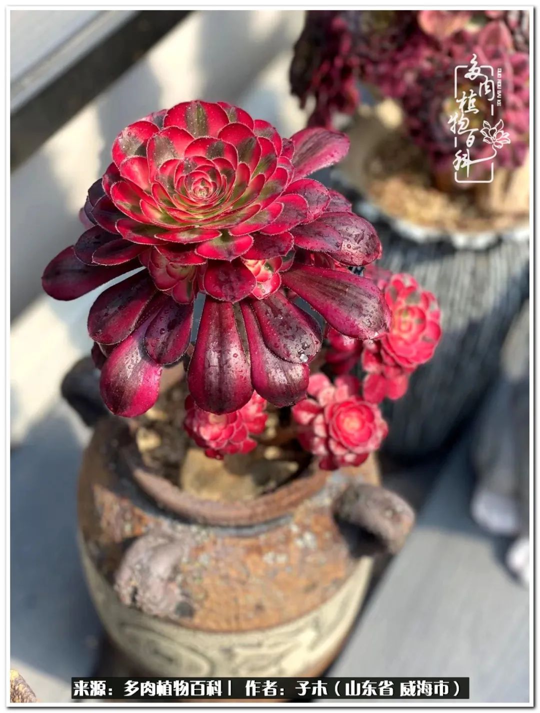 法师多肉成长史,法师多肉新手教程