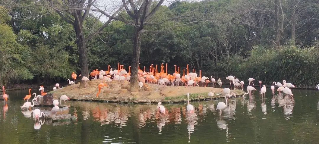 上海野生动物园建议周六周天去吗,上海野生动物园通玩一日游攻略