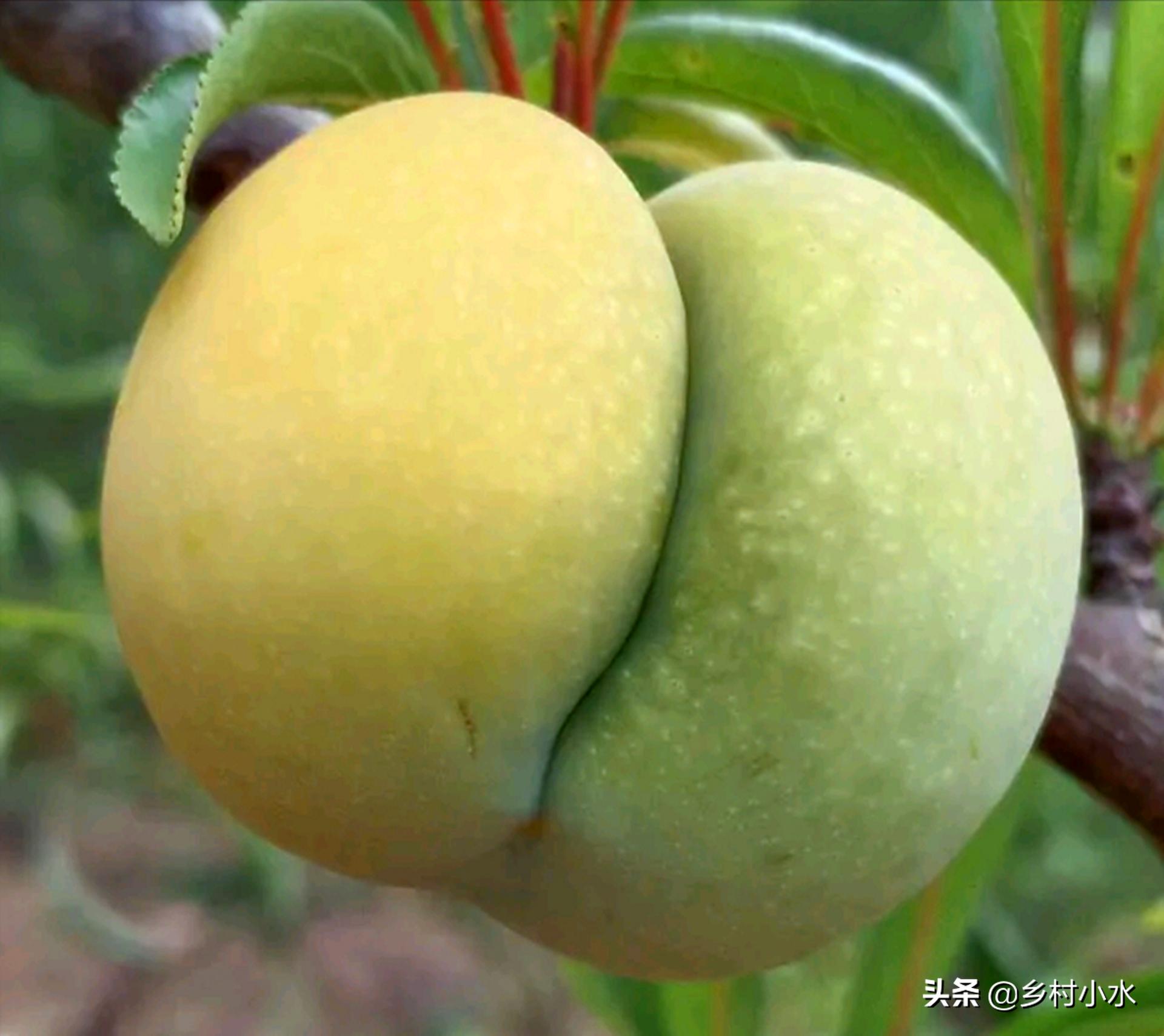 蜂糖李种植在哪些地方品质比较好,种植蜂糖李利润