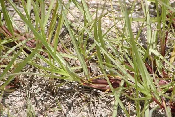 放牧强度对百喜草变草响应的影响