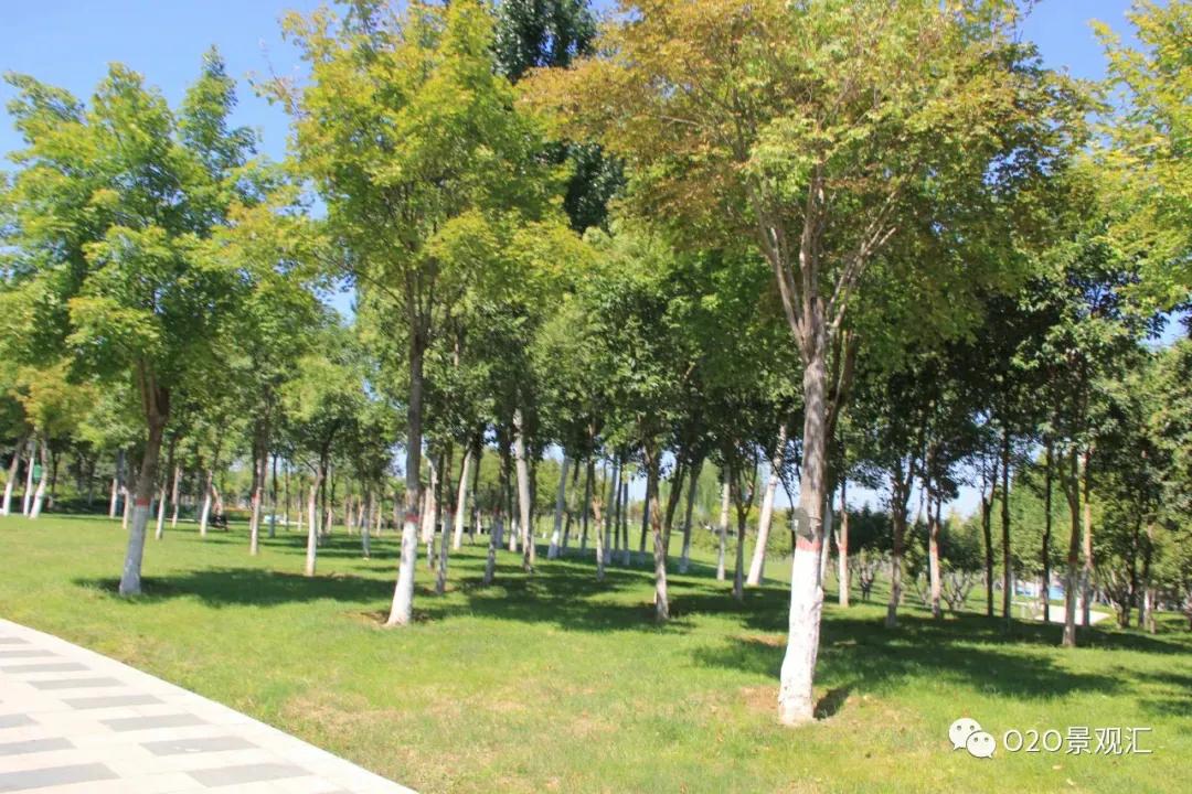 园林枯死树木怎么处理,苗木移栽后死亡原因