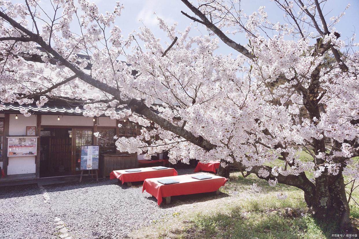 盘点春天必去的花海胜地,花间游风景