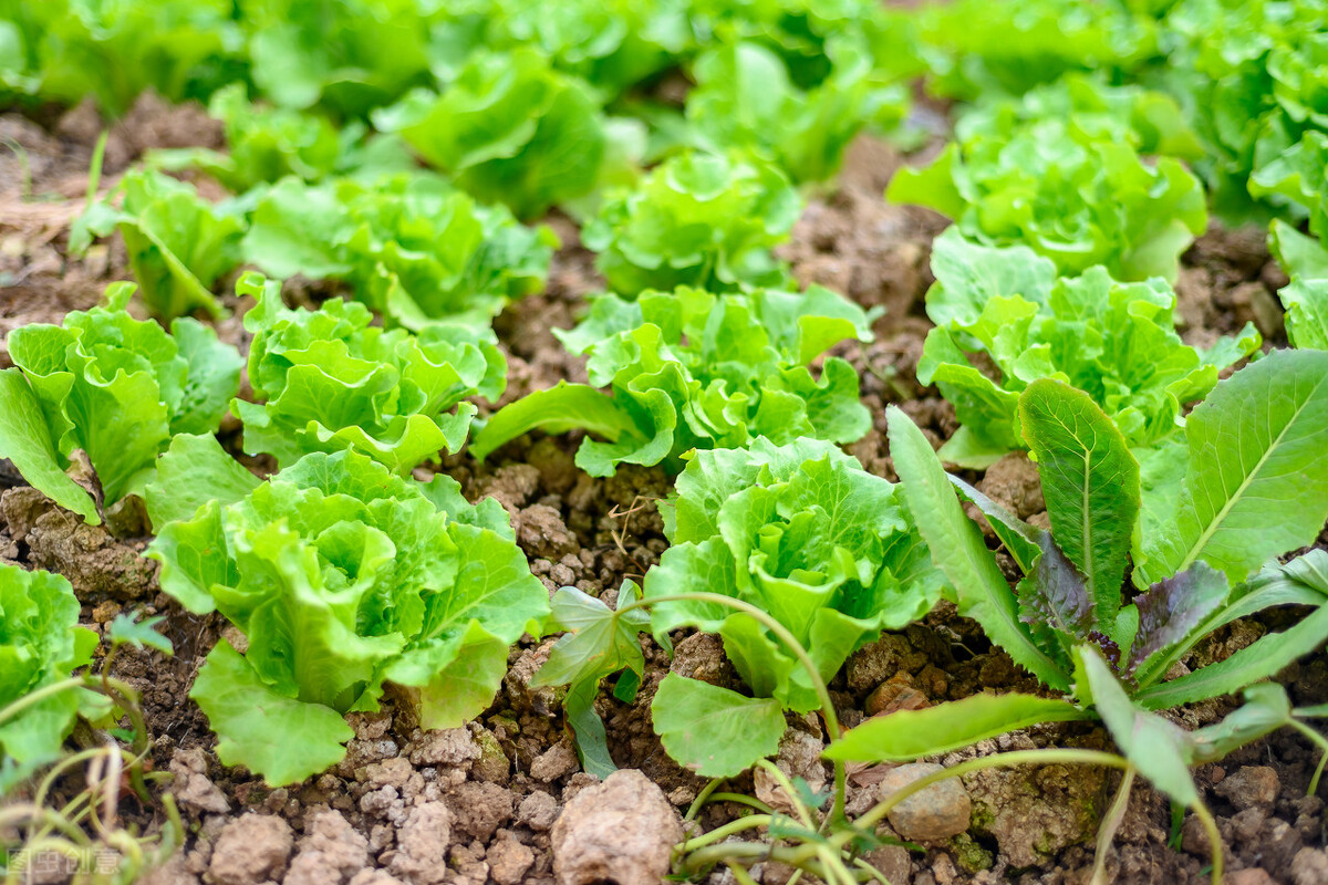 云南今日菜价查询最新蔬菜价格表,2024年1月7日云南蔬菜价格一览表