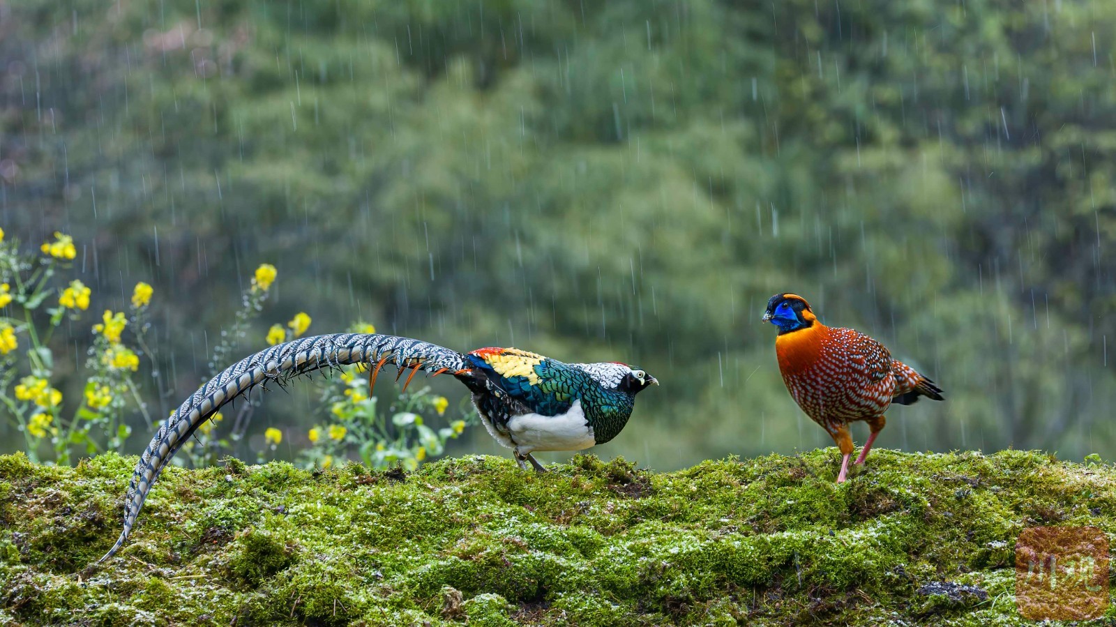 宜宾市屏山——鸟踏春色