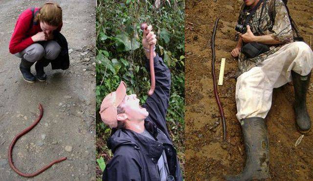 100个难得一见照片，砍伐巨树，运输军舰的巨轮，治疗风湿病的熊