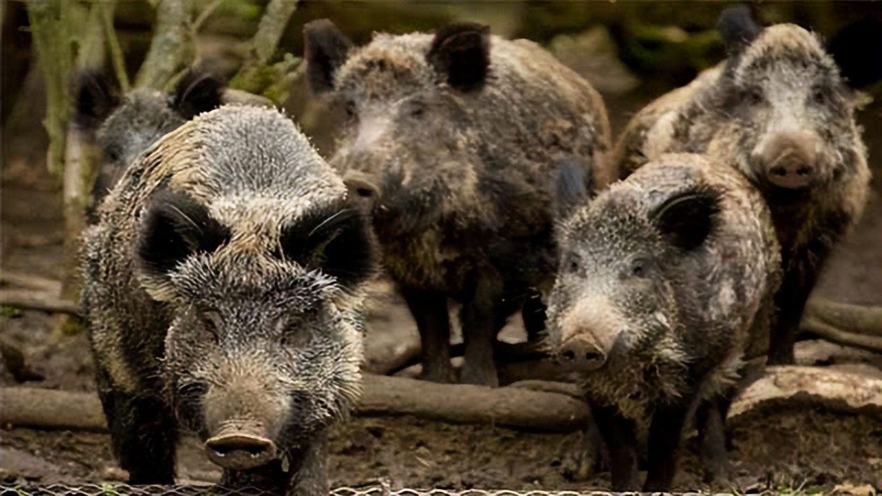 野猪是怎么泛滥的,野猪现在泛滥成灾为什么
