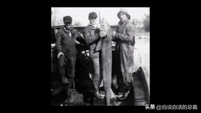 从2亿年不进化的王者，到比黄金还贵的食物，背后隐藏着商业秘密