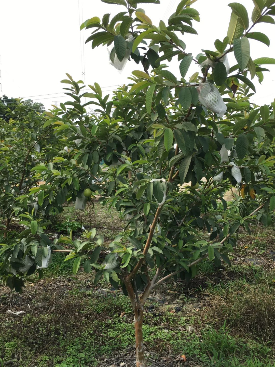 旭光车行雅迪电动车,旭光单车