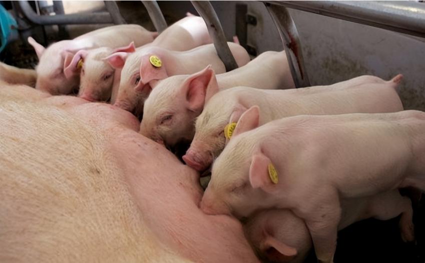 丹麦养猪为什么厉害,为什么丹麦是养猪大国之一