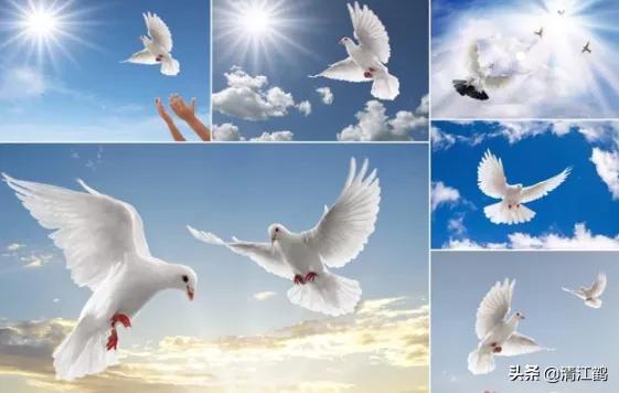 鸽子站在地上怎么去识别它是公鸽还是母鸽？5个部位不同决定性别