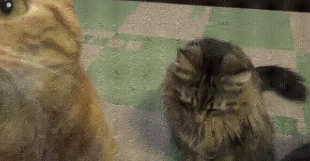 养得好的猫咪有什么特征,猫咪有几个优点