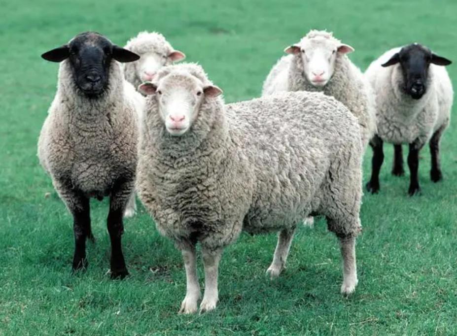 致死率100%！朊病毒烹煮杀不死，无药可救，感染后究竟有多恐怖？