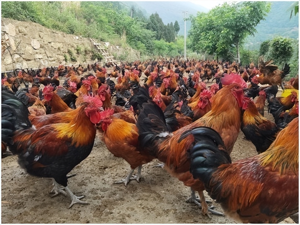 骞垮厓鍒╁窞鍐滀笟鍏绘畺鍩哄湴,骞垮厓甯傚埄宸炲尯鍐滀笟鍏绘畺