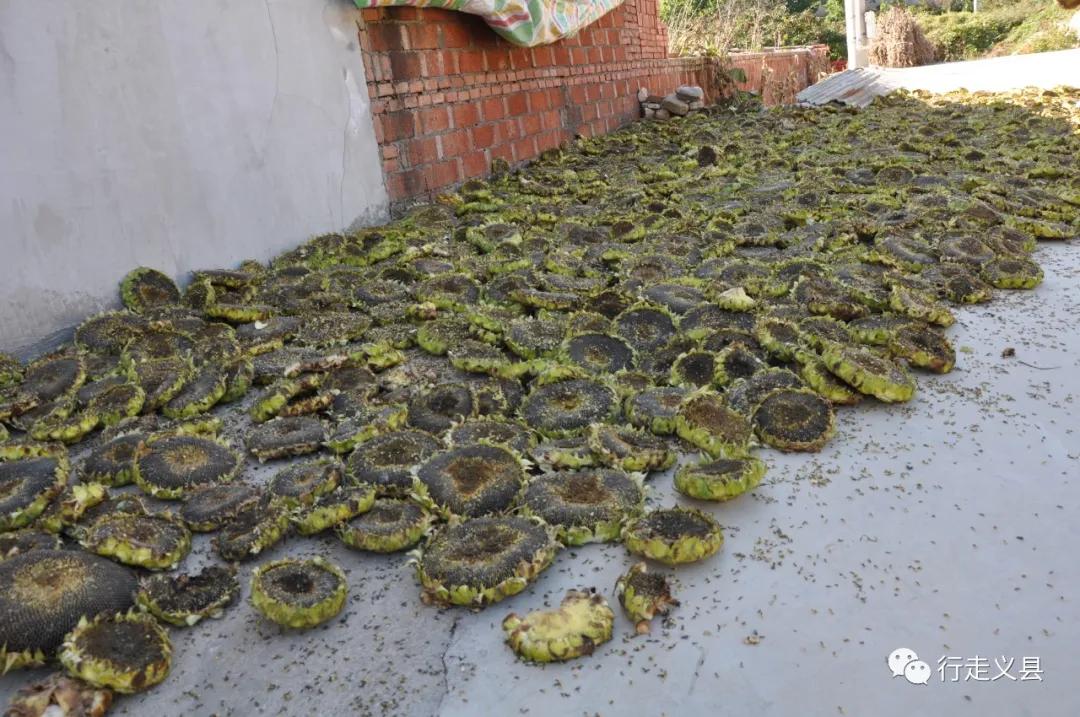 金秋十月看万山红遍层林尽染,金秋十月看红叶的诗句