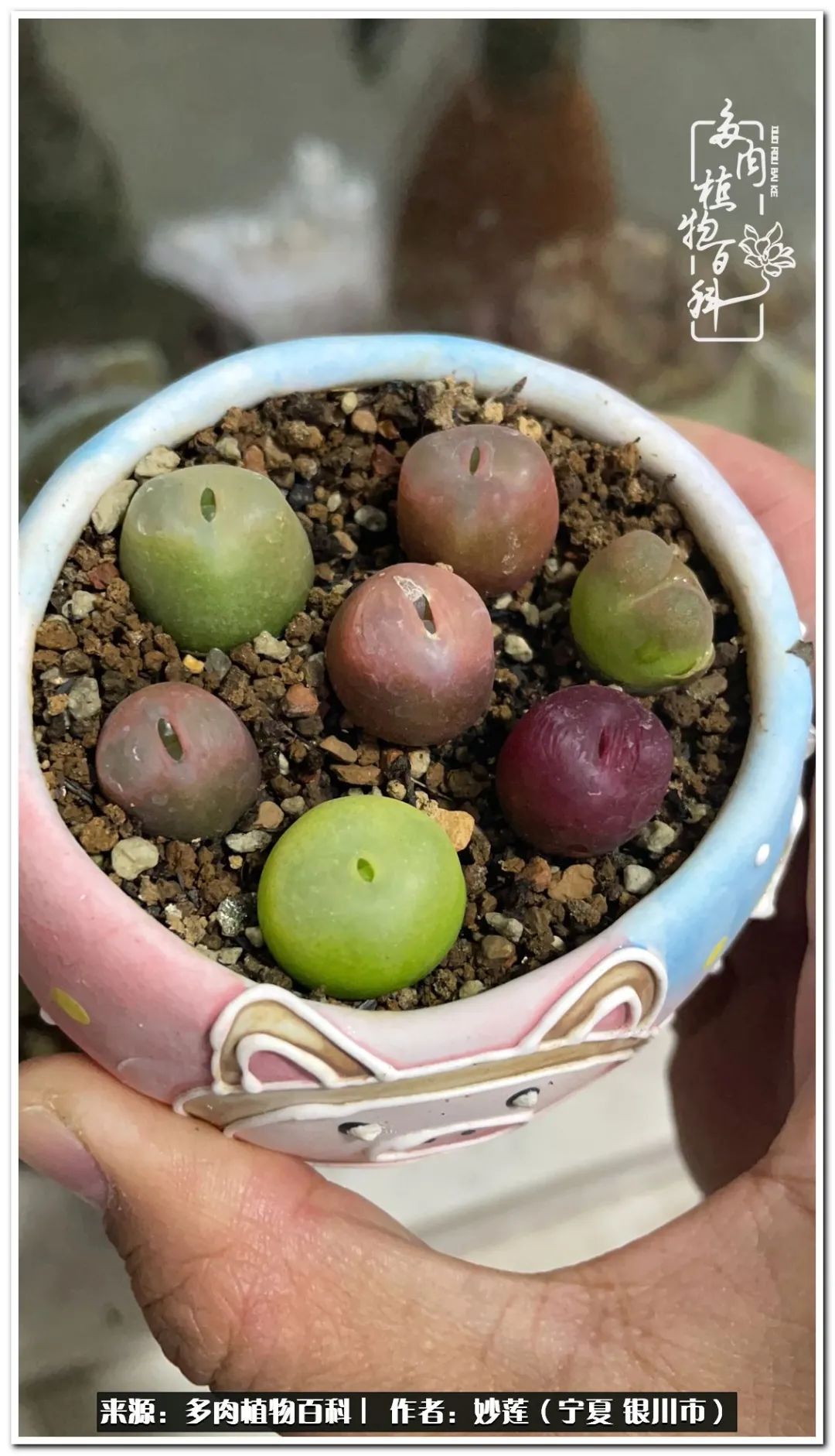 世间繁华三千不如一隅清欢,世间繁华三千不如有一院清欢