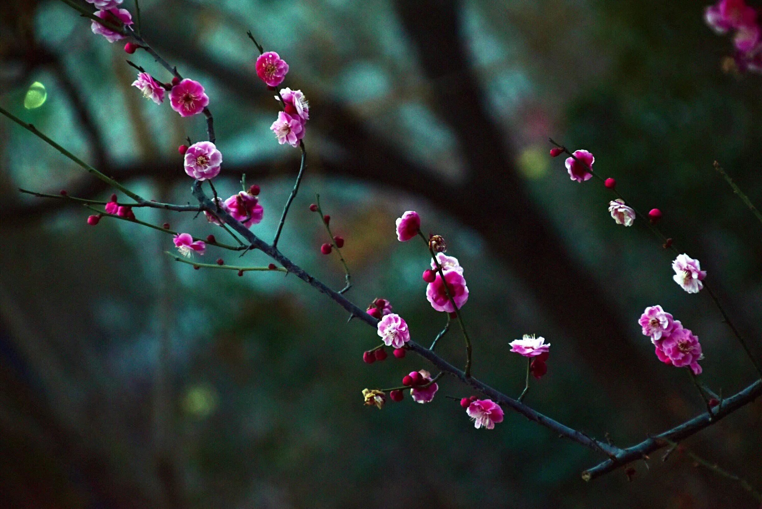 花卉摄影秋日的浪漫,花卉摄影春暖梅花开