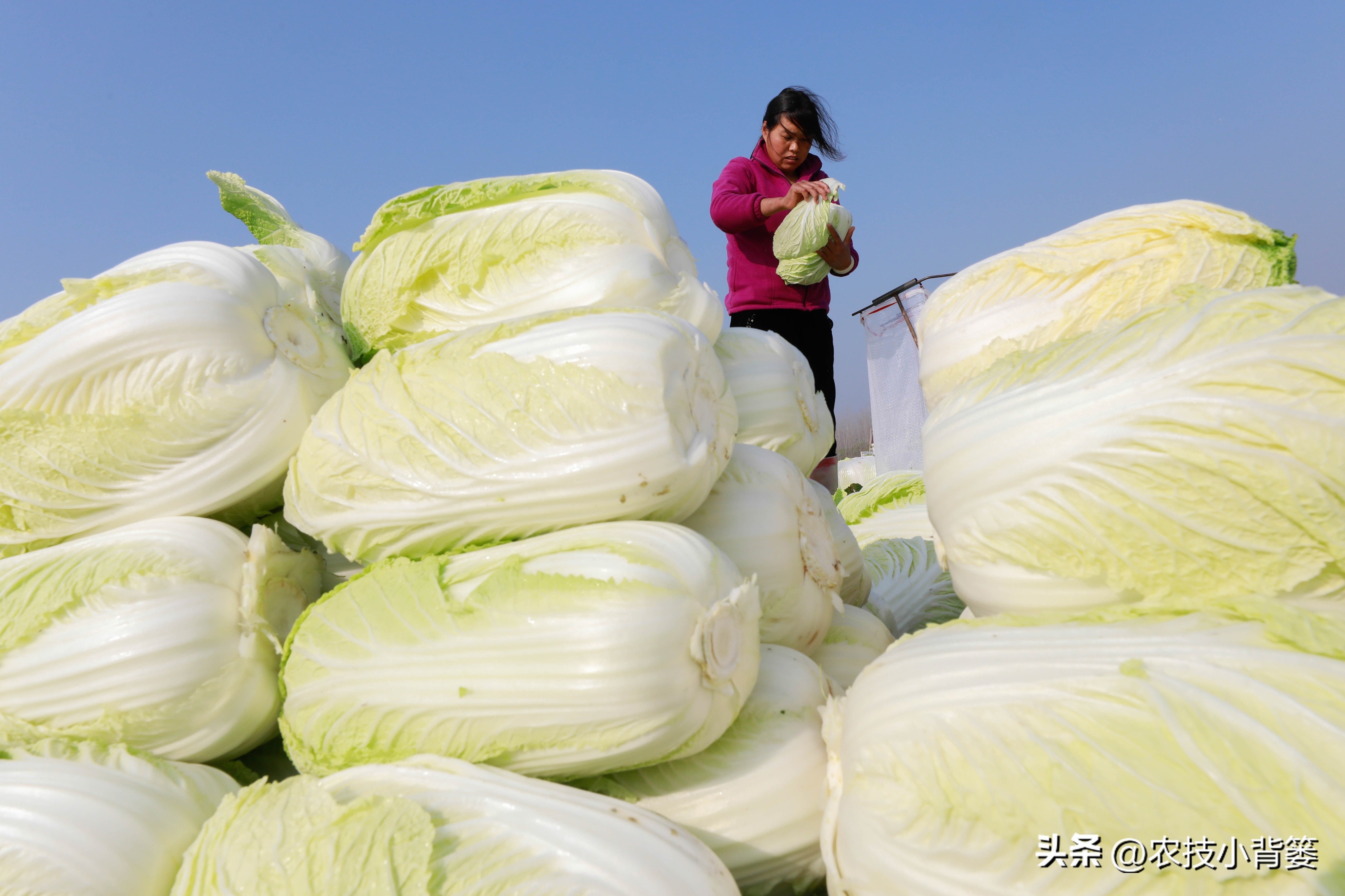 大白菜软腐病怎么防效果好,怎么预防大白菜软腐烂根病
