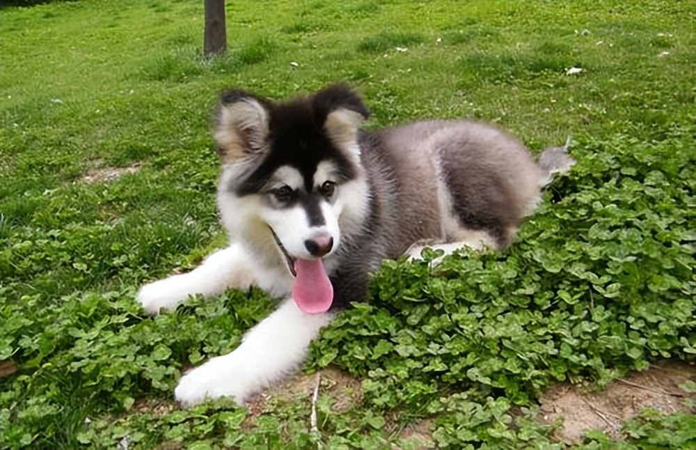 阿拉斯加犬的优缺点,熊版阿拉斯加优缺点