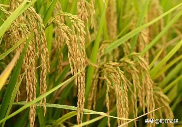 中秋佳节将至的意思,中秋将至俗语