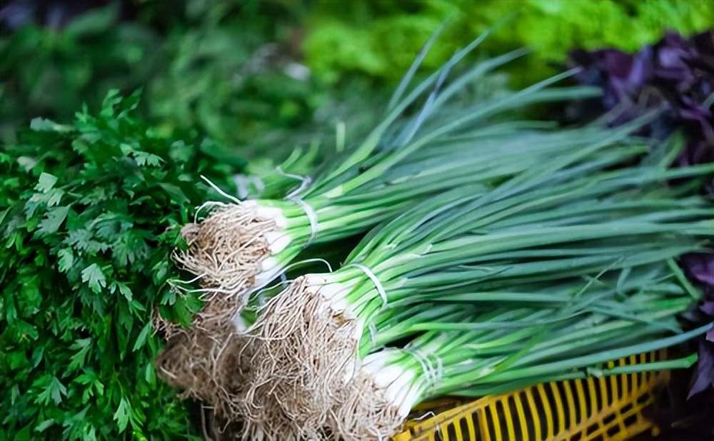 泰迪吃草莓有什么危害,泰迪哪些不能吃