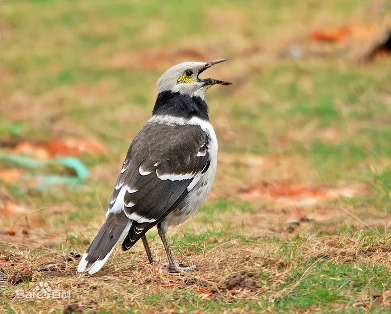 50张最佳鸟类摄影作品,鸟儿大全大图