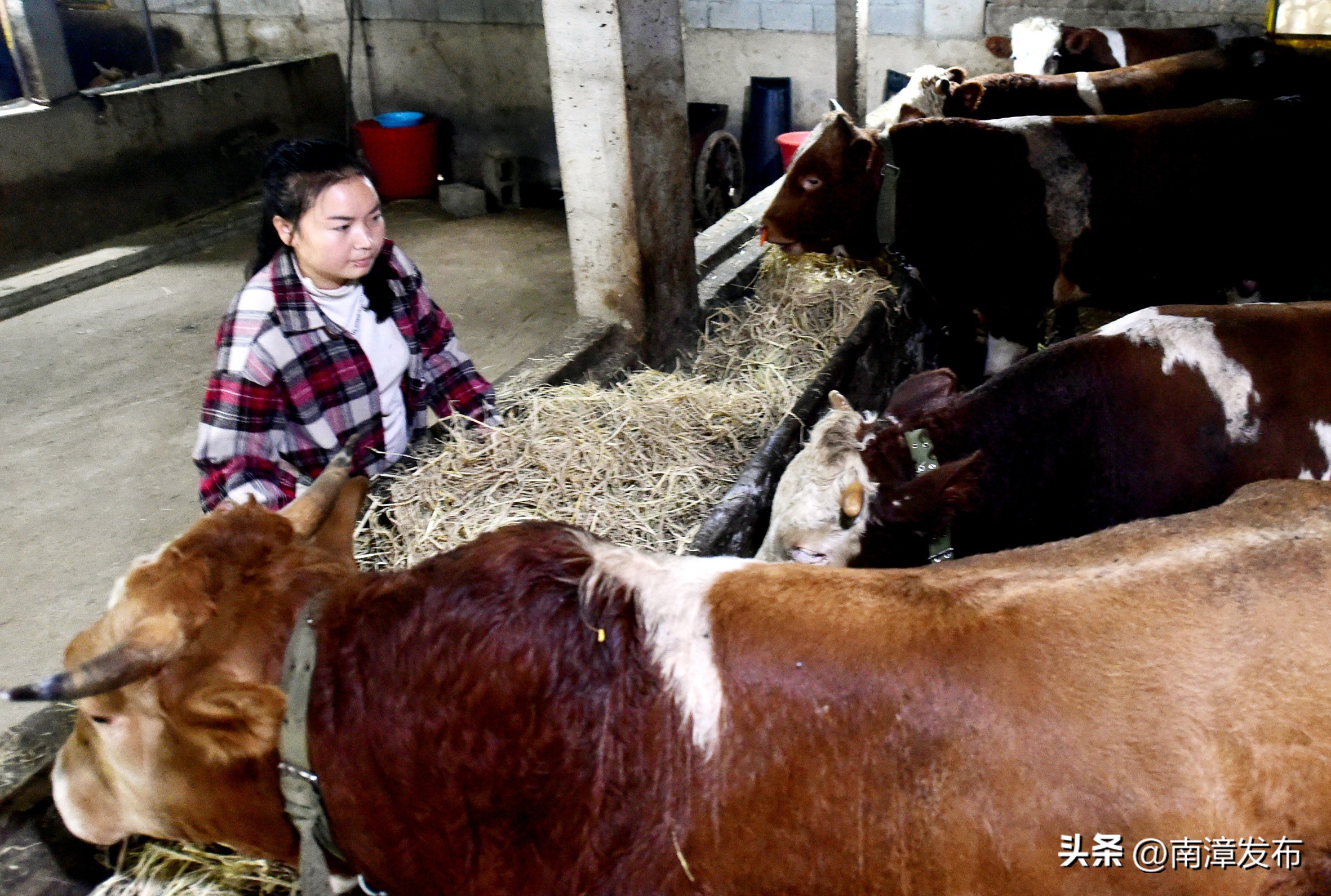 南漳县养牛养羊户,南漳县养羊的