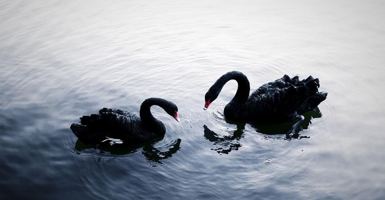 住野趣C位-广州长隆酒店！含高级客房+童趣乐园+广州长隆园区门票