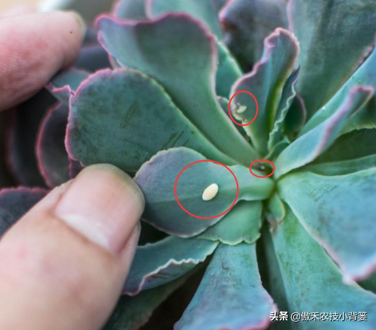 小小昆虫到底多可怕,小小红蜘蛛是什么