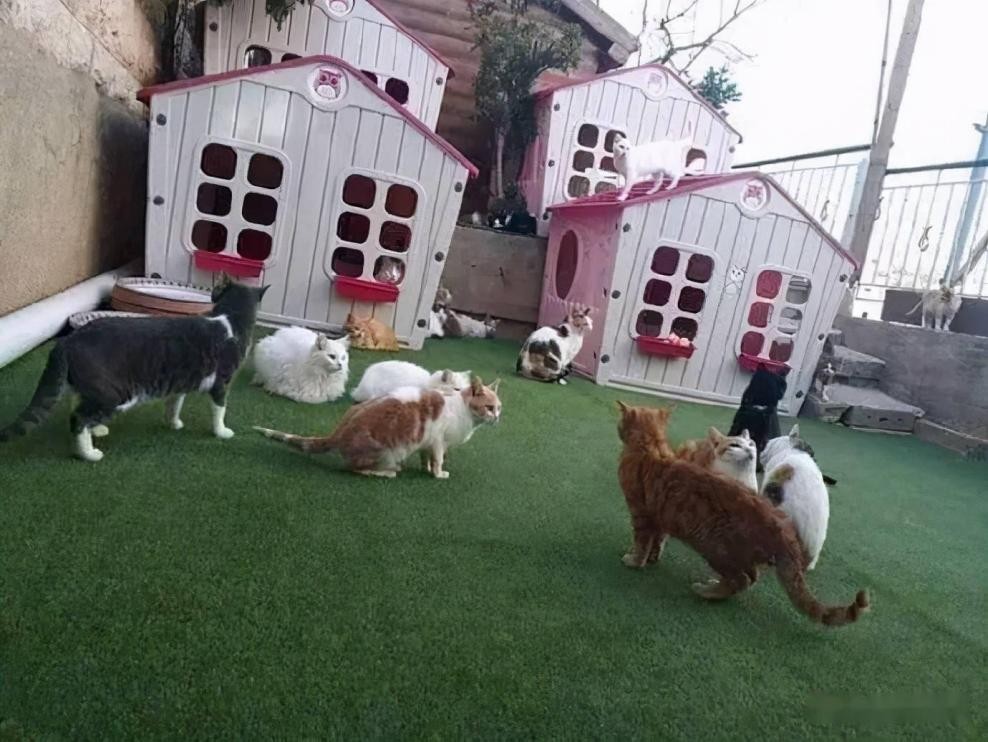 罗布泊流浪猫是怎样活下来的,罗布泊深处发现流浪猫