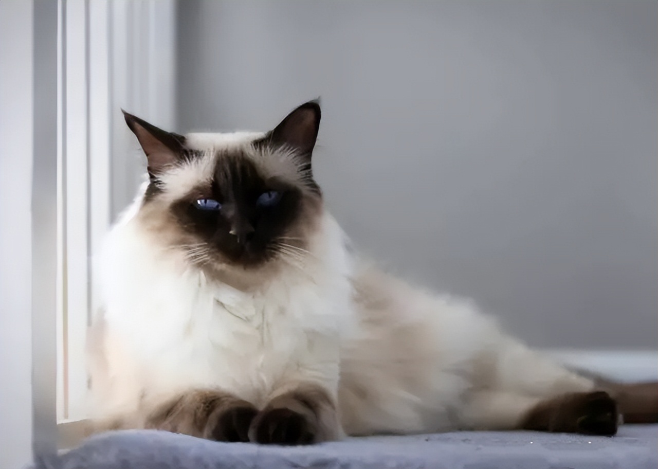 世界上最可爱的6种猫咪,世界上最可爱的三种猫咪