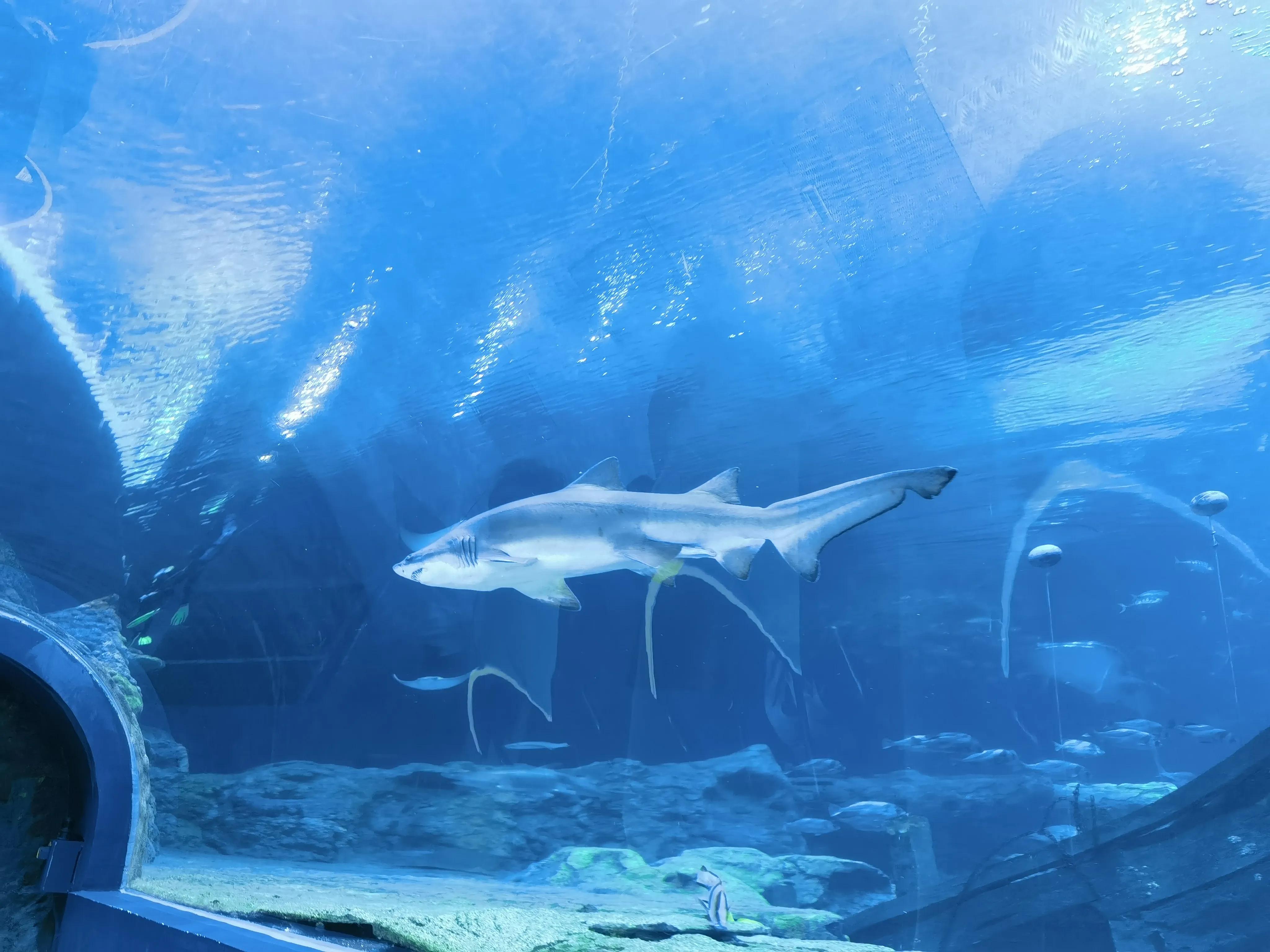 珠海长隆游玩需要带什么东西,珠海长隆有什么隐藏玩法