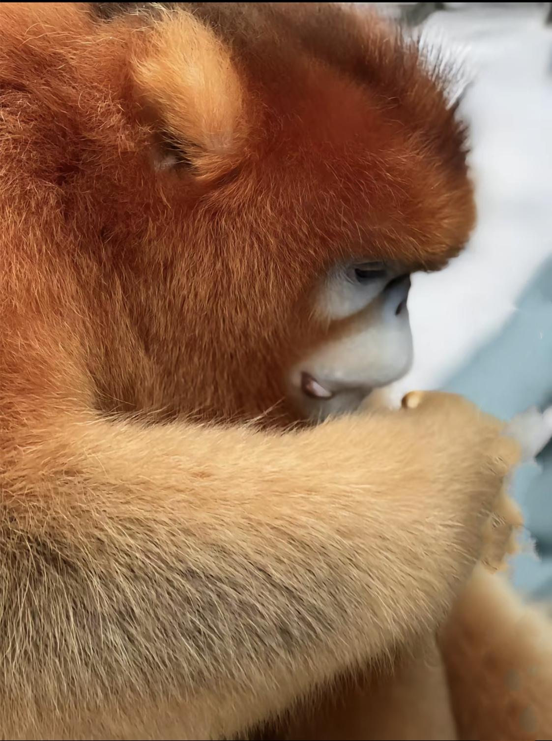 怒江金丝猴和峨眉猴干架,金丝猴遇上峨眉山猴子会发生什么