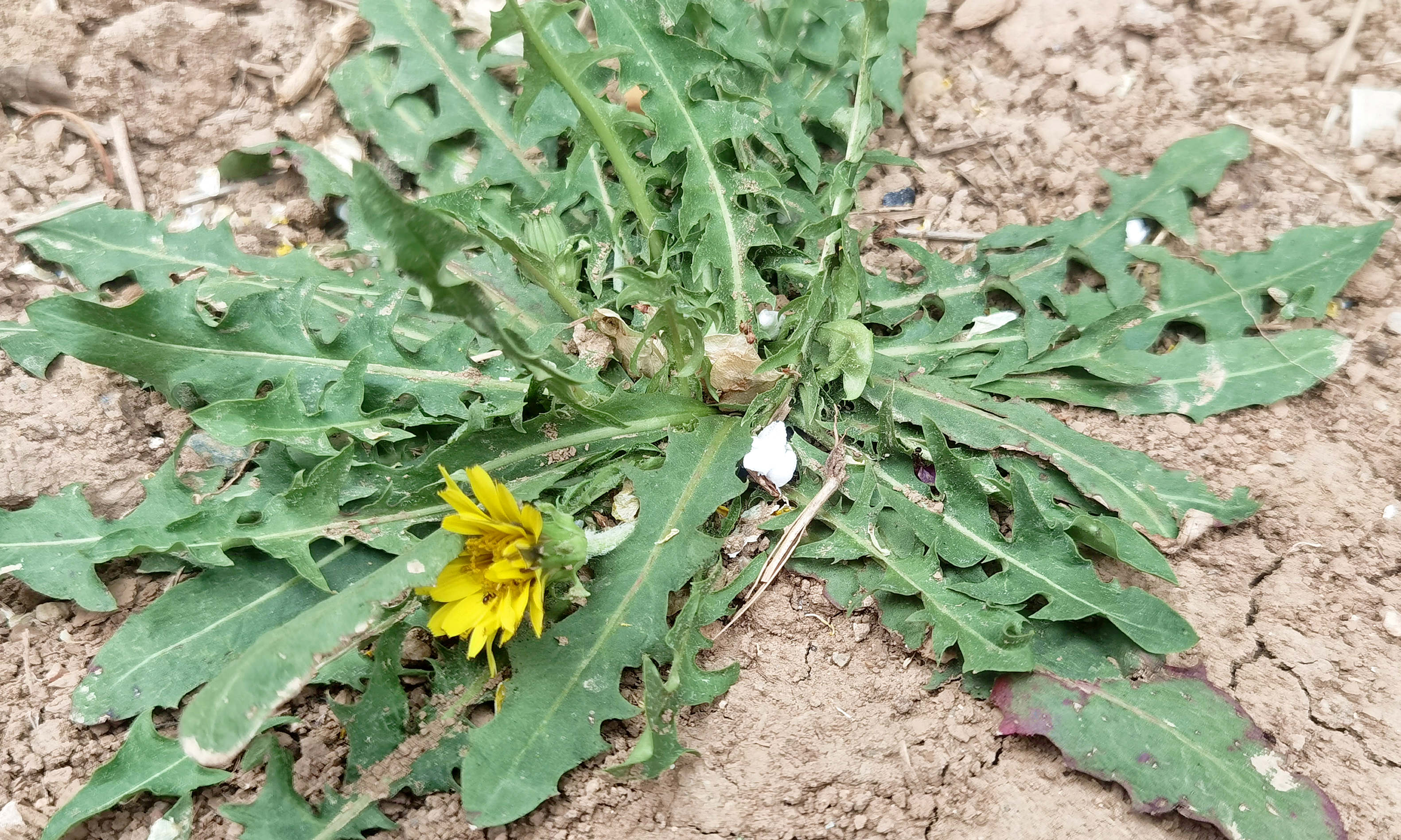 农村野生蒲公英晒干泡茶要炒吗,野生的蒲公英拿来做什么