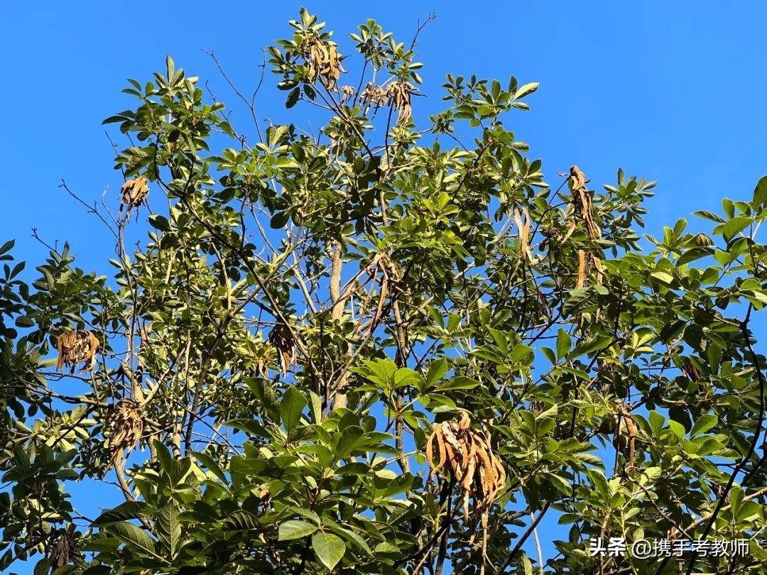 黄花风铃木品种介绍,黄花风铃木生长缓慢