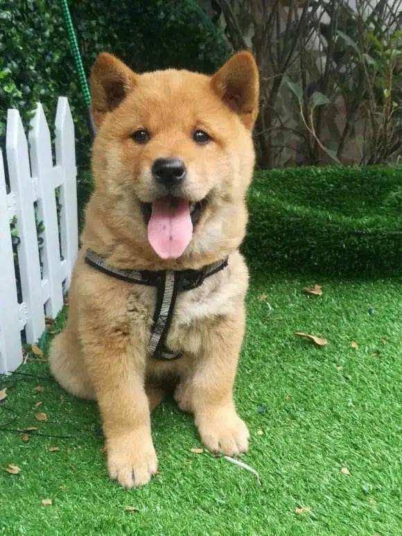 什么样的狗相是旺家狗,天生凶相的狗有哪些特征