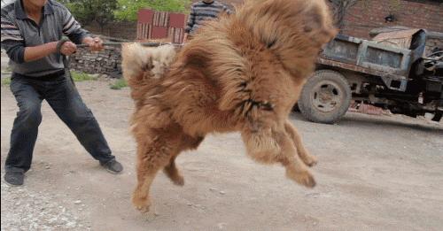 狗狗有狂犬病早期的10个征兆,狗狗患狂犬病早期的10个征兆