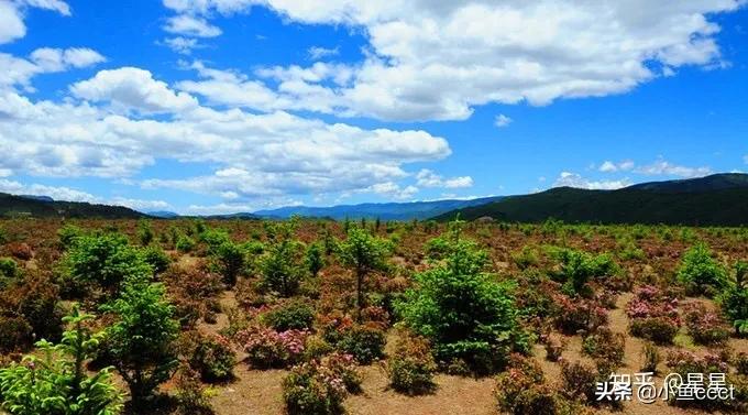 4月香格里拉一日游旅游攻略,大理丽江香格里拉旅游攻略