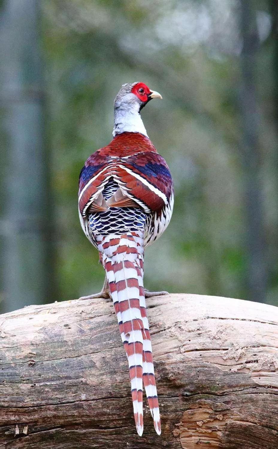 动物千姿百态,动物园的动物千姿百态