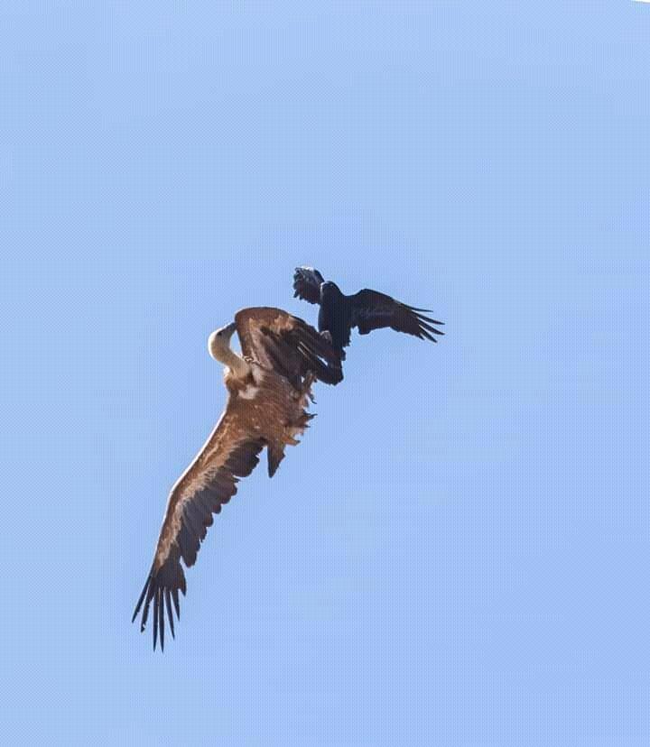 羽量级vs嘴炮,羽量级最强抗击打