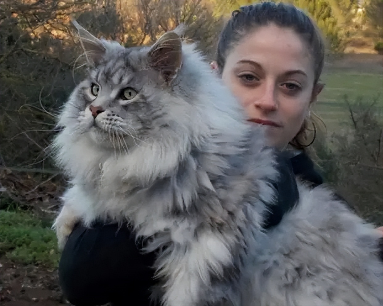 猫界巨人,缅因猫怎么选出能长很大的猫