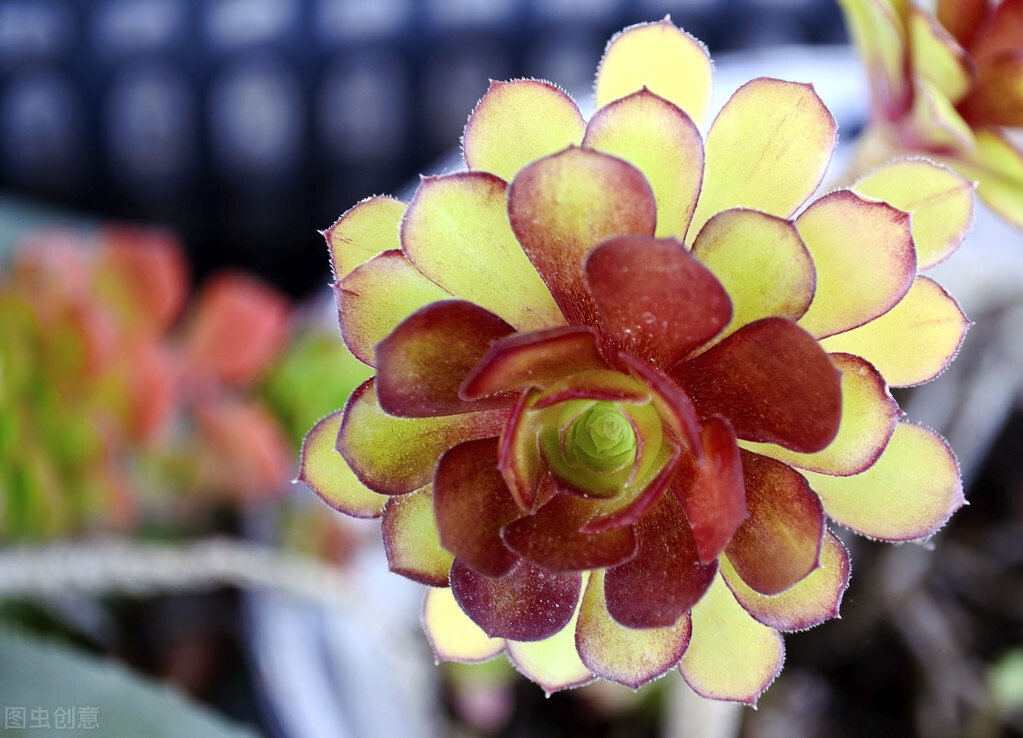 一花一深爱，花海美蓝天，花艳醉*光春**，花笑荡柔情，人间如仙境