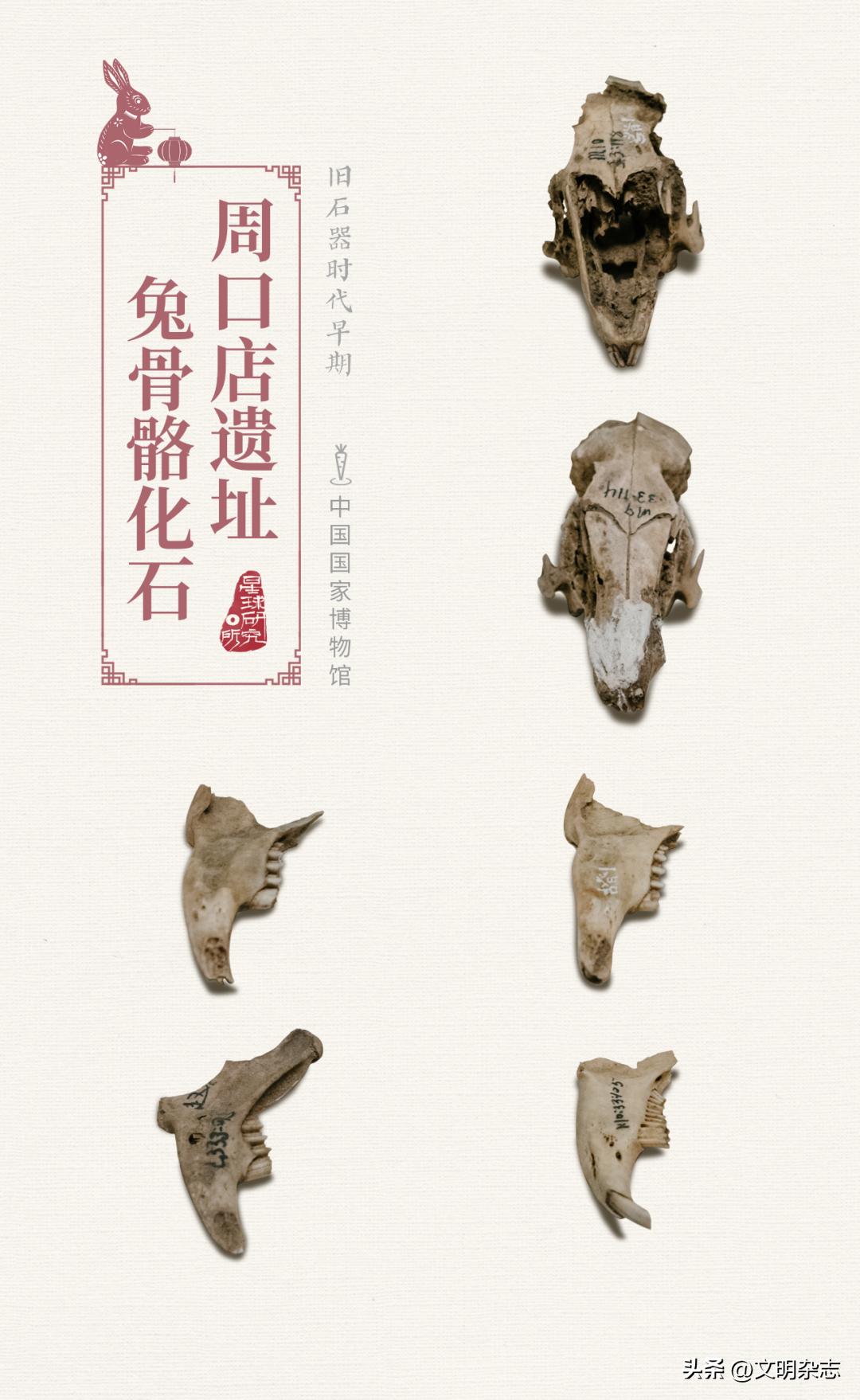 兔子来阳台,兔子来到新家