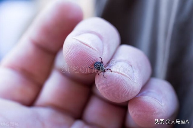 上海白蚁可怕？这种小虫子才厉害！河南3人疑似蜱虫病人传人死亡