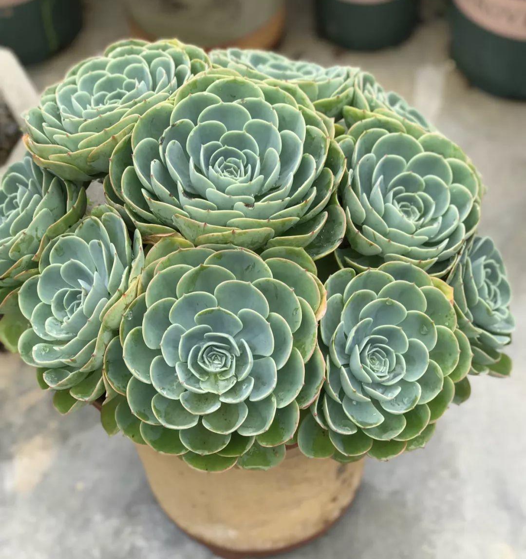 十二卷多肉的品种图鉴,100种多肉植物图片大全