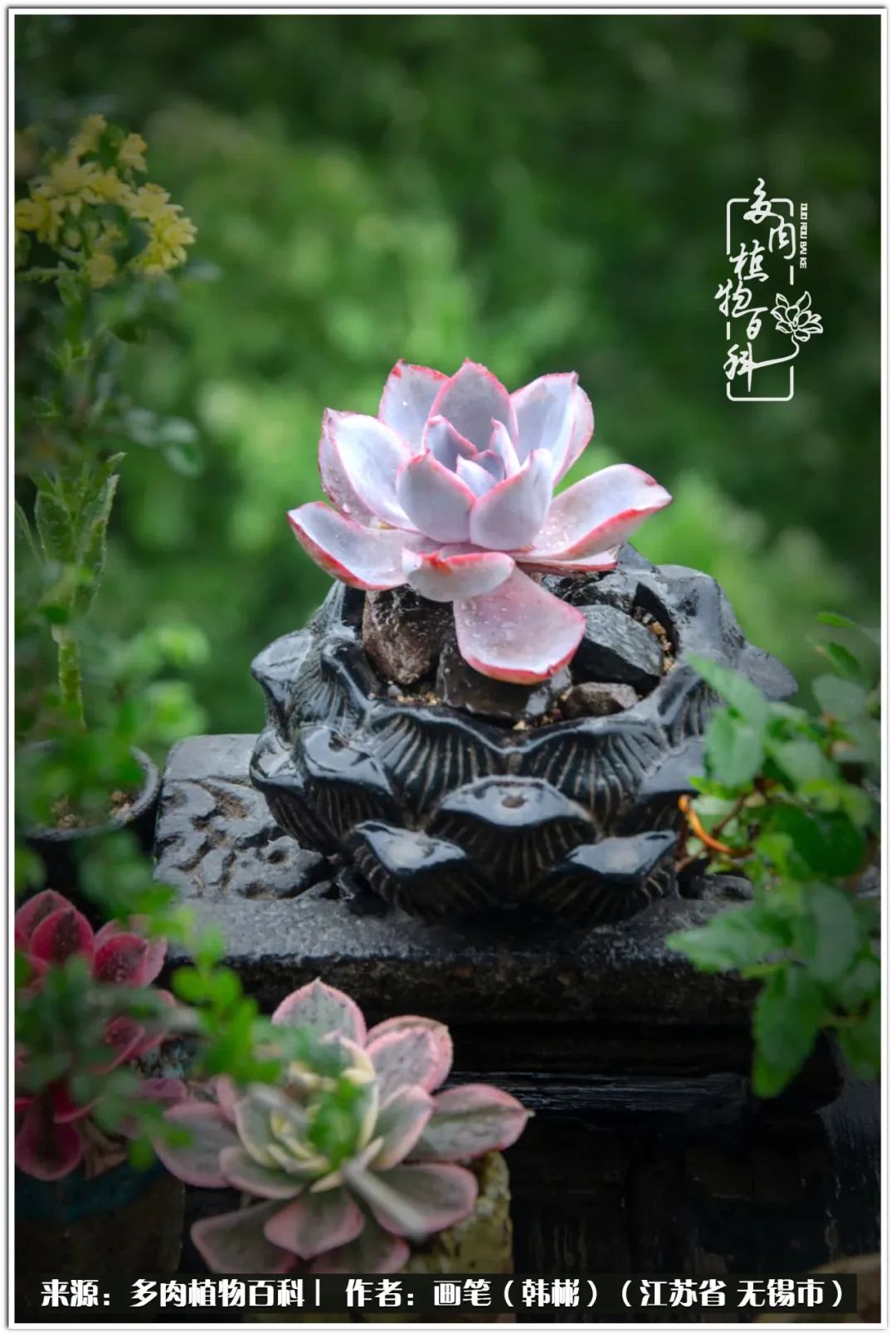 月满西楼别有一番滋味在心头,绿肥红瘦