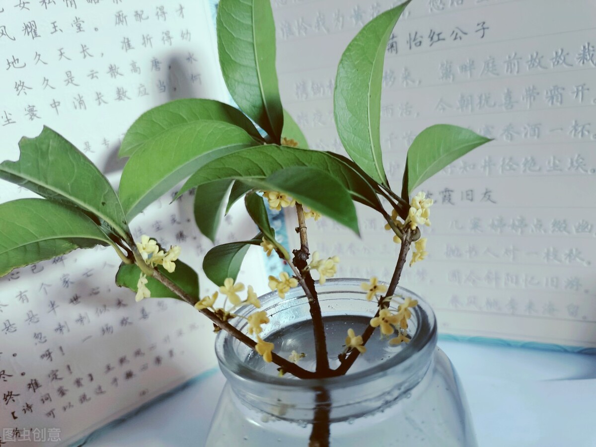 盆栽大型植物2000块钱,200块左右盆栽