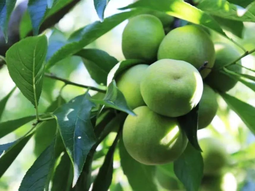 阿坝州最好的一个县是哪儿,阿坝州十三县排名